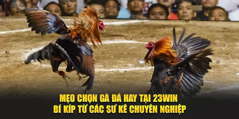 Mẹo Chọn Gà Đá Hay Trong Năm Ất Tỵ 2025