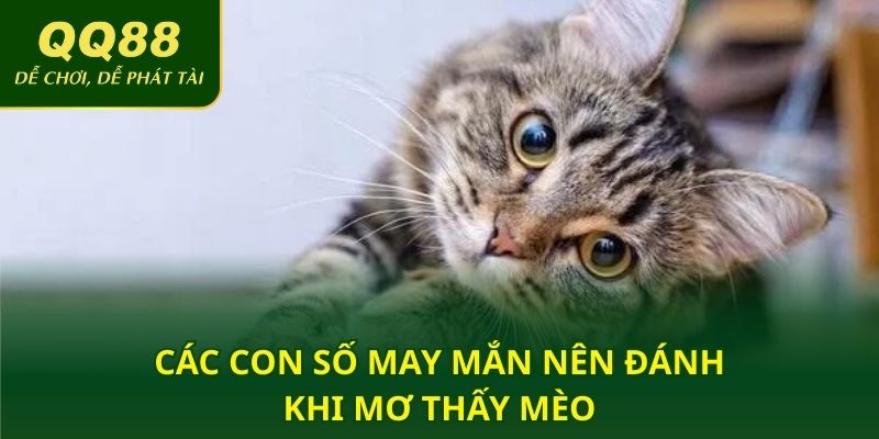 Các con số may mắn nên đánh khi mơ thấy mèo