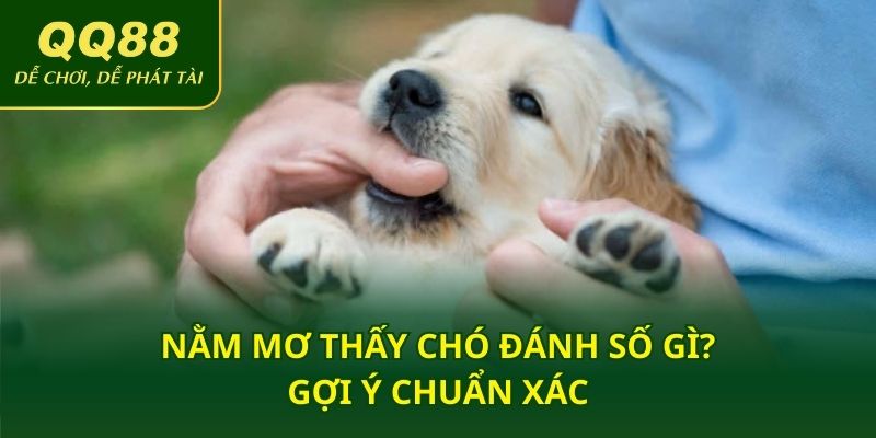 Nằm mơ thấy chó đánh số gì? Gợi ý chuẩn xác