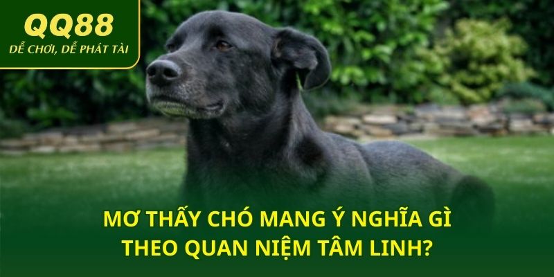 Mơ thấy chó mang ý nghĩa gì theo quan niệm tâm linh?
